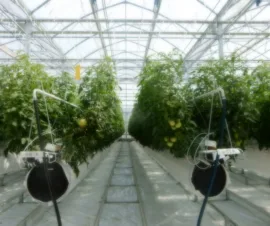 Het product Luchtcirculatie van Foliekassen