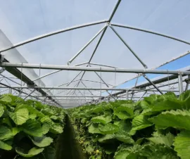 Het product Multispan Foliekas van Foliekassen