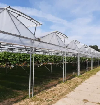 introfoto van gerelateerde project: Klep – van Aert Aardbeien BV