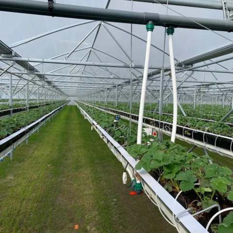 A Grow Ser Ventrio van Aert Aardbeien 8